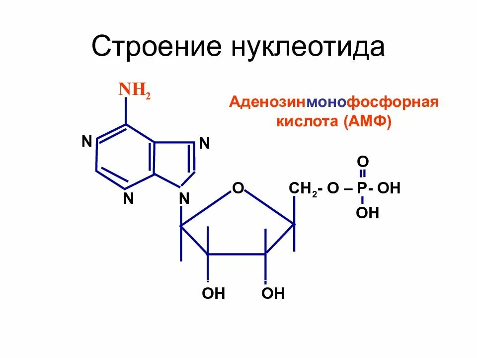 Формулы нуклеотидов. Строение нуклеотида формула. Структурная формула аденозин 5 монофосфат.