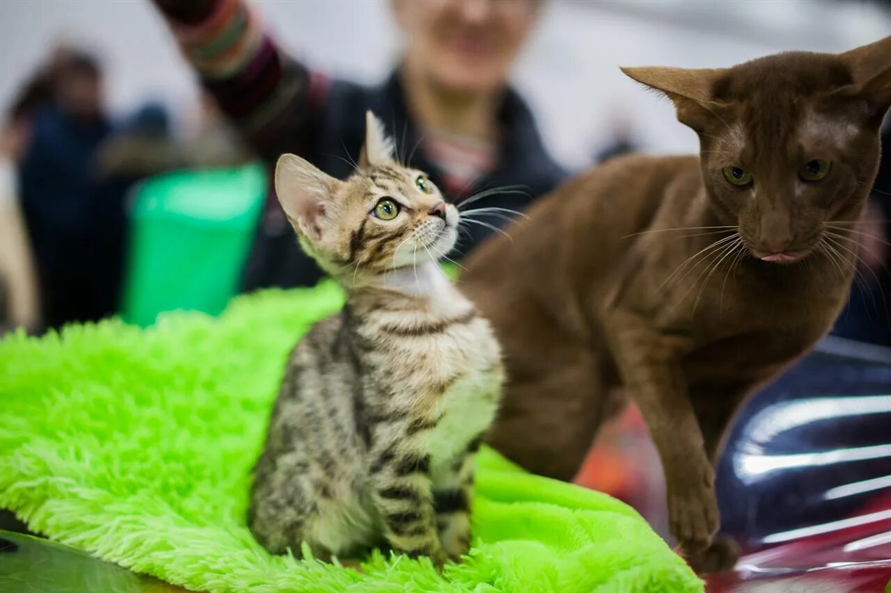 Выставка кошек. Выставка кошек в Сокольниках. Выставка кошек ВДНХ. Выставка кошек Иваново. Купить кошку иваново