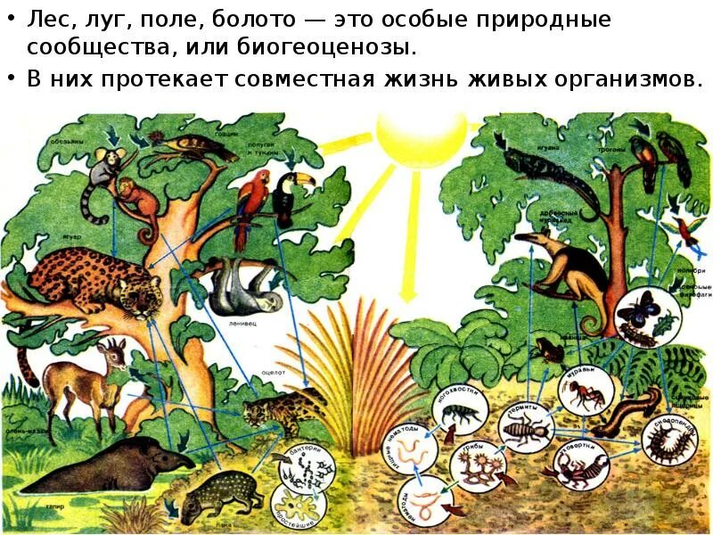 Разнообразный видовой состав экосистемы