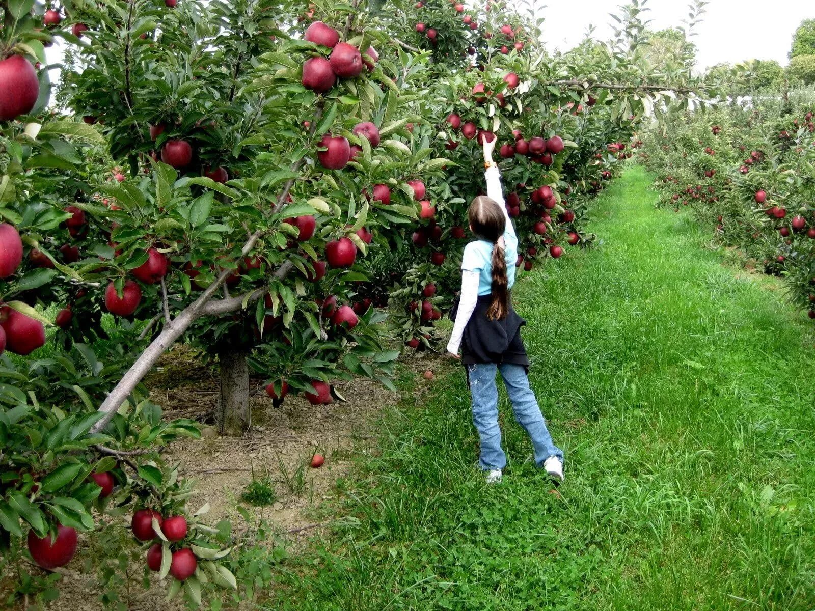 Где купить плодовые деревья. Яблоня карликовая с2l. Аркадия Гарден плодовый сад. Пальметта яблоня.