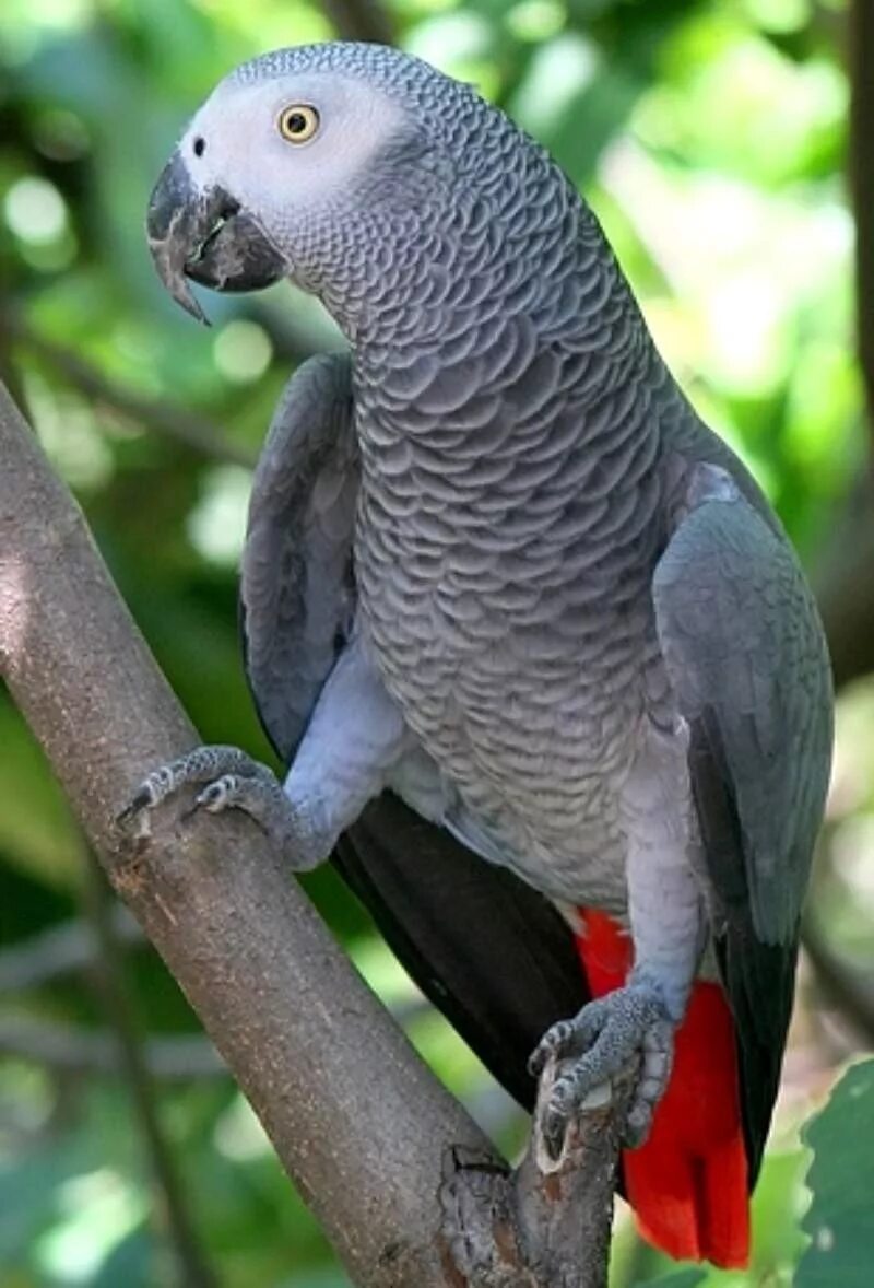 Сколько попугаев в мире. Попугай жако. Краснохвостый жако. Серый попугай жако. Серый Африканский жако.