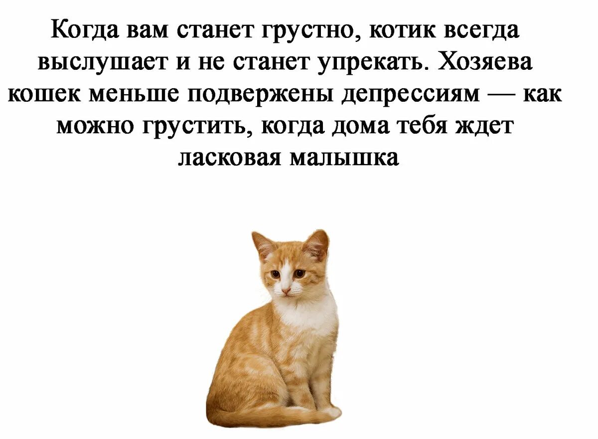 Зачем человеку кот. Почему люди заводят кошек. Завести кошку. Причины завести котика. Зачем заводить кота.