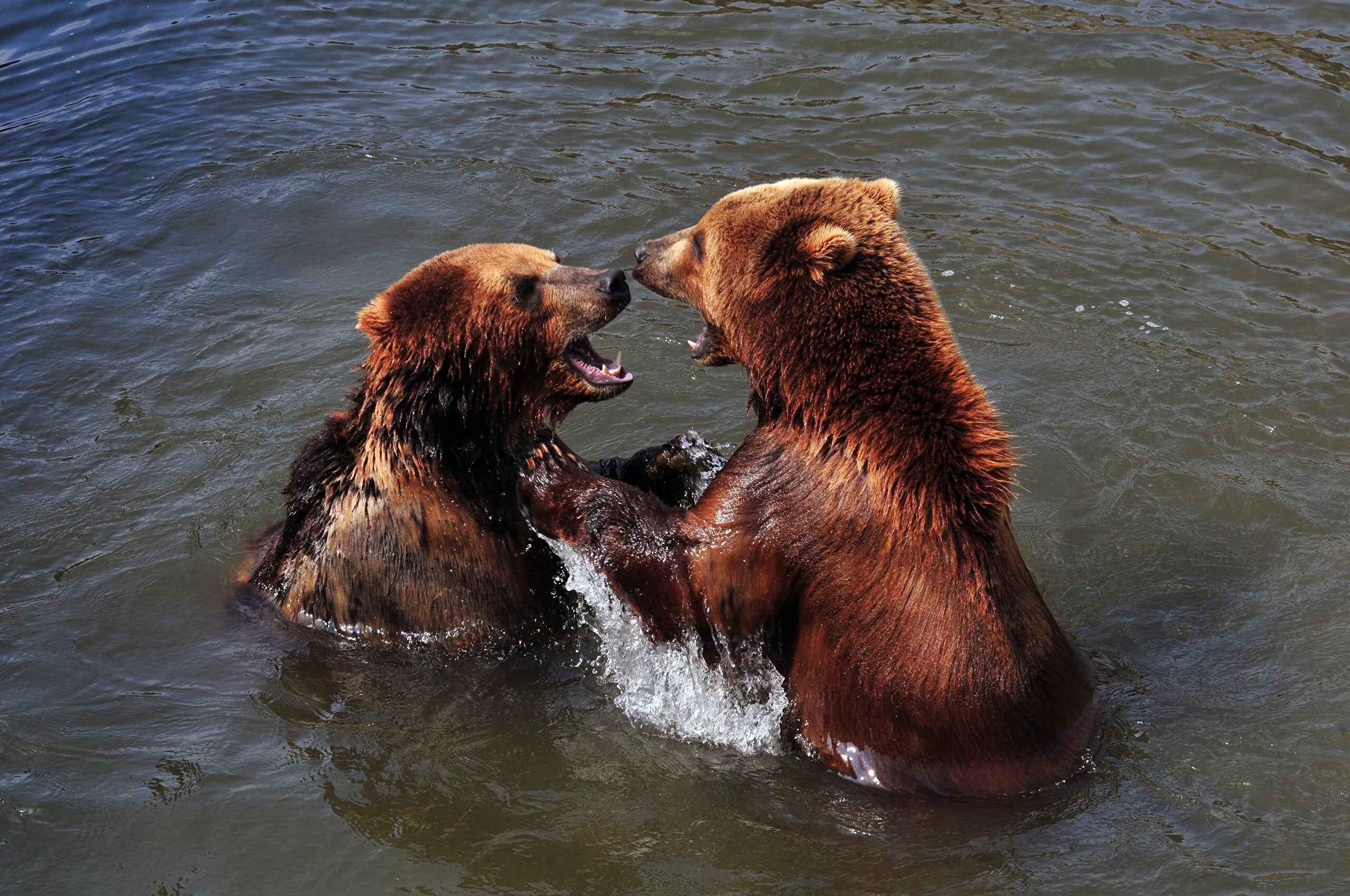 медведь на реке. животное плавает. медвежонок купается. медведь купается. медведица.