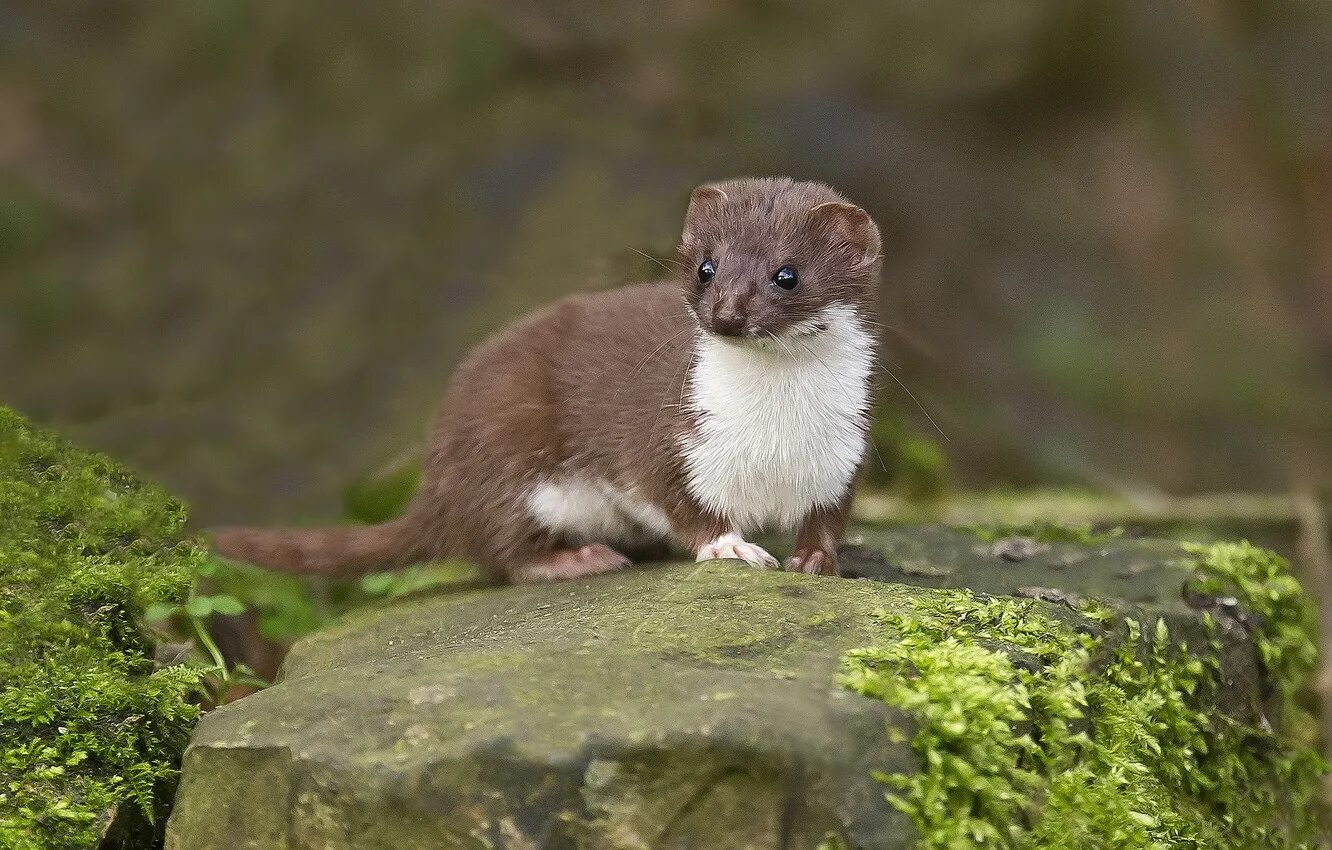 Горностай (Mustela erminea). Ласка обыкновенная (Mustela nivalis). Ласка (зверек сем. Куньих). Ласка хорек куница горностай норка.