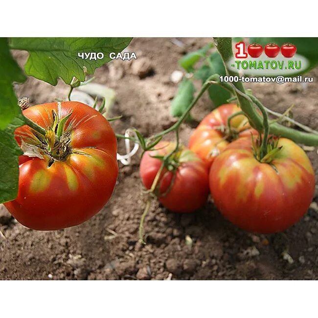 томат чудо сада отзывы. томат розовое чудо f1 15шт/10. томат щедрые сливки. томат чудо сада сиб сад. томаты садовое чудо.