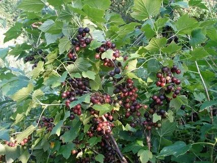 Кусты смородины малины