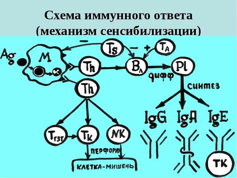 Развитие иммунного ответа