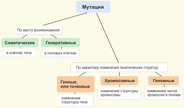 Генеративные люди. Мутации по месту возникновения схема. Генеративные мутации примеры. Соматические и генеративные мутации примеры. Типы мутаций таблица.