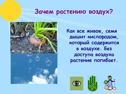 Значение воздуха в жизни растений