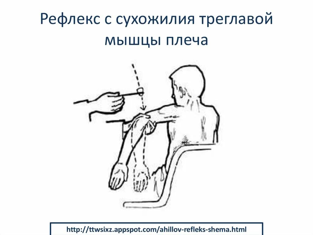 Рефлекс плеча. Сгибательно-локтевой (бицепс-рефлекс) рефлекс. Сухожильный рефлекс двуглавой мышцы плеча. Рефлекс сухожилия трехглавой мышцы. Исследование рефлекса сухожилия двуглавой мышцы плеча.