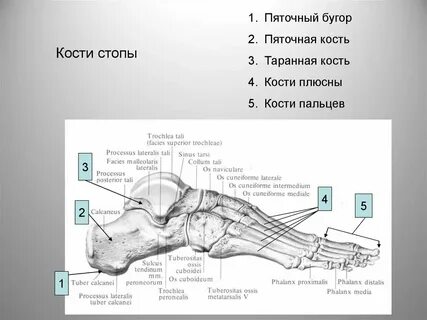 Сделайте анализ терминов по тэ osteologia pathologia