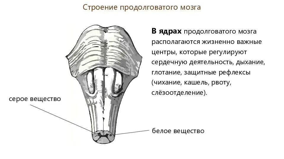 Какое строение имеет продолговатый мозг. Строение серого и белого вещества продолговатого мозга. Продолговатый мозг анатомия серое вещество. Функции белого вещества продолговатого мозга. Строение продолговатого мозга человека.