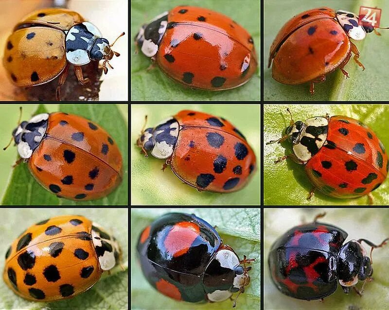 блу божья коровка. внутривидовой полиморфизм божьей коровки. зеленая божья коровка. голубая божья коровка. травоядные божьи коровки.