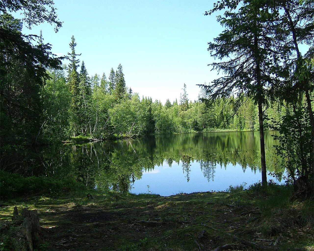 голубое озеро в луге. озеро в чаще леса. лесная поляна природа лес река. лесное озеро сахалинская область. озеро в глубине леса.