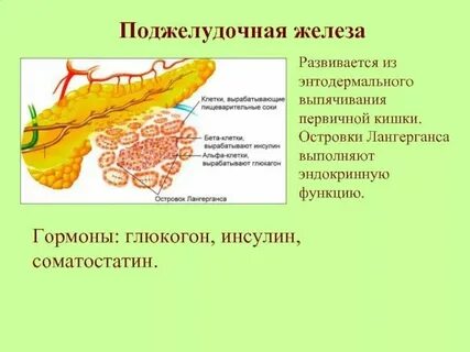 Функции бета клеток