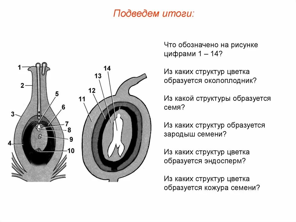 Что обозначено на рисунке цифрами. Околоплодник развивается из. Эндосперм цветковых растений образуется из…. На рисунке цифрой 1 обозначен. Эндосперм цветковых растений образуется BP.