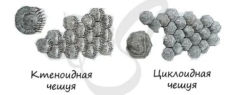 Особенности строения чешуи рыбы