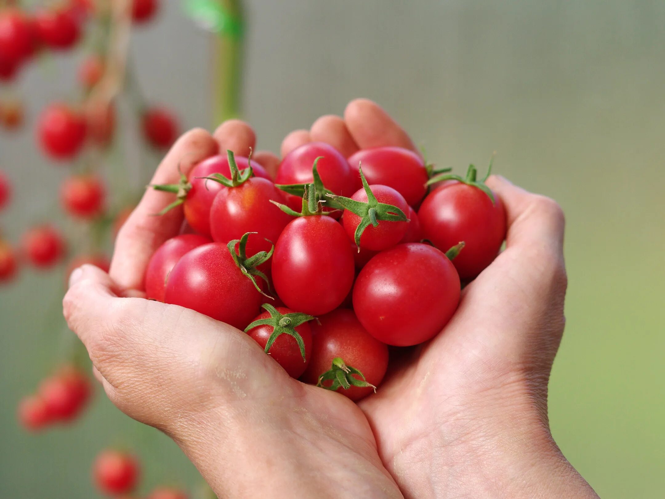 Томат черри зимняя вишня. Помидор черри вишенка f1. Сорт томата зимняя вишня. Томат щелковский ранний. Томаты партнер император.