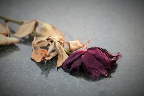 Во сне засох цветок