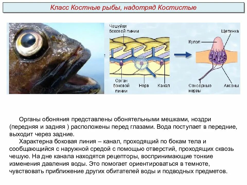 Какое значение имеет ноздри у рыб