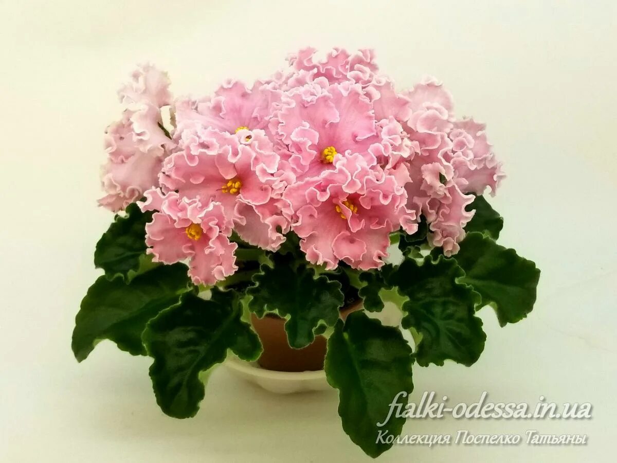 ND Livadia Photo and plant of Natalia Danilova-Suvorova. #селекция_nd@fialki_sp 