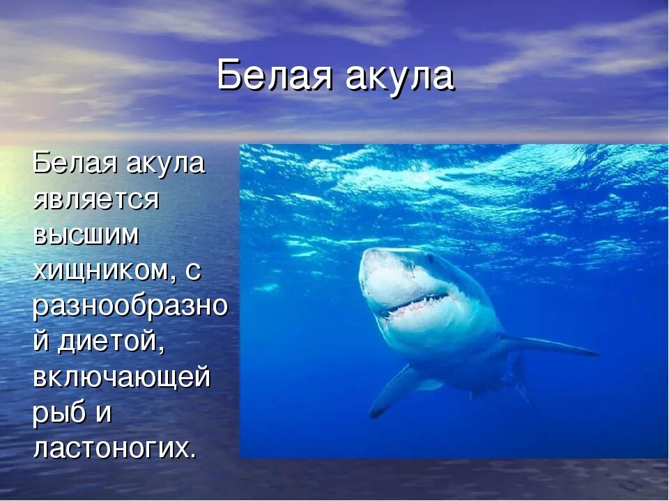 Доклад про белую акулу. Белая акула описание. Белая акула презентация. Доклад про акулу. Акулы презентация.