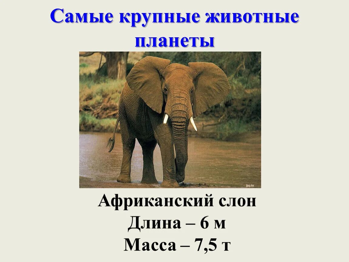 Масса самых крупных животных. Крупные животные масса. масса африканского слона. длина африканского слона. масса крупных животных.