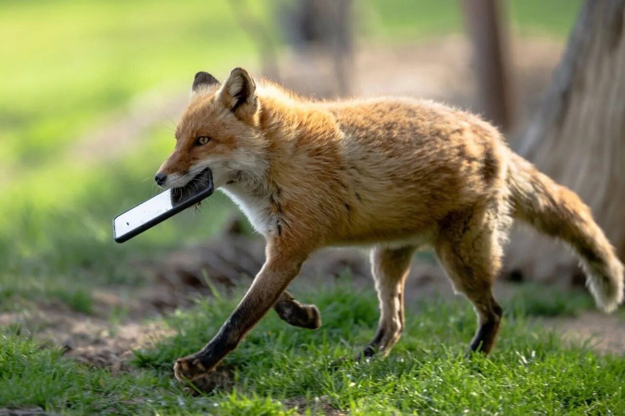 пять лисят Pet fox, Cute baby animals, Baby animals funny