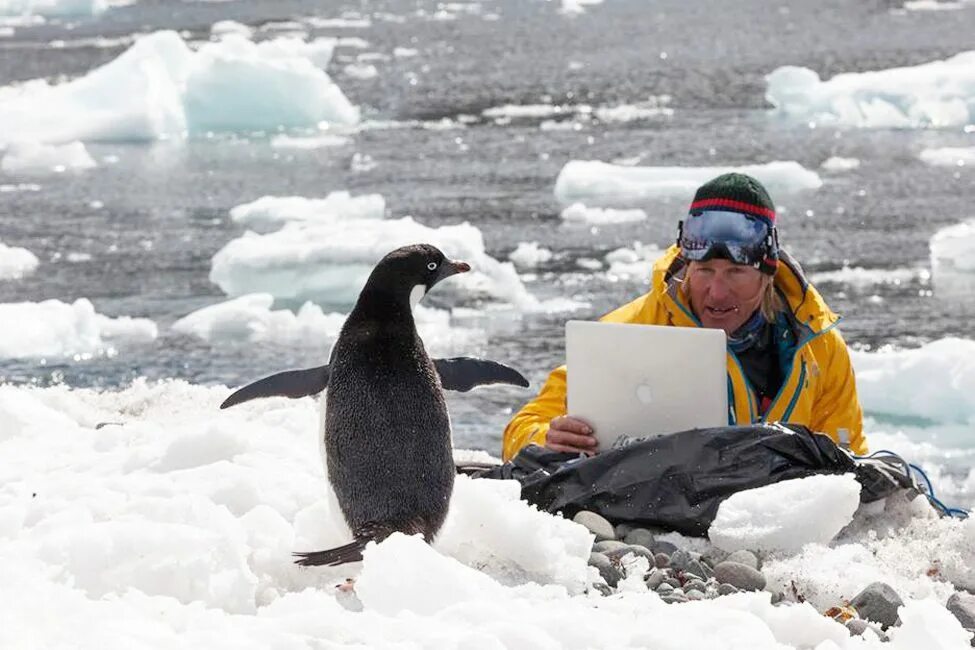 Переворачиватель пингвинов профессия. Антарктида переворачиватель пингвинов. ПОДНИМАТЕЛЬ пингвинов в Антарктиде. ПОДНИМАТЕЛЬ пингвинов профессия. Поднимать пингвинов в антарктиде вакансии