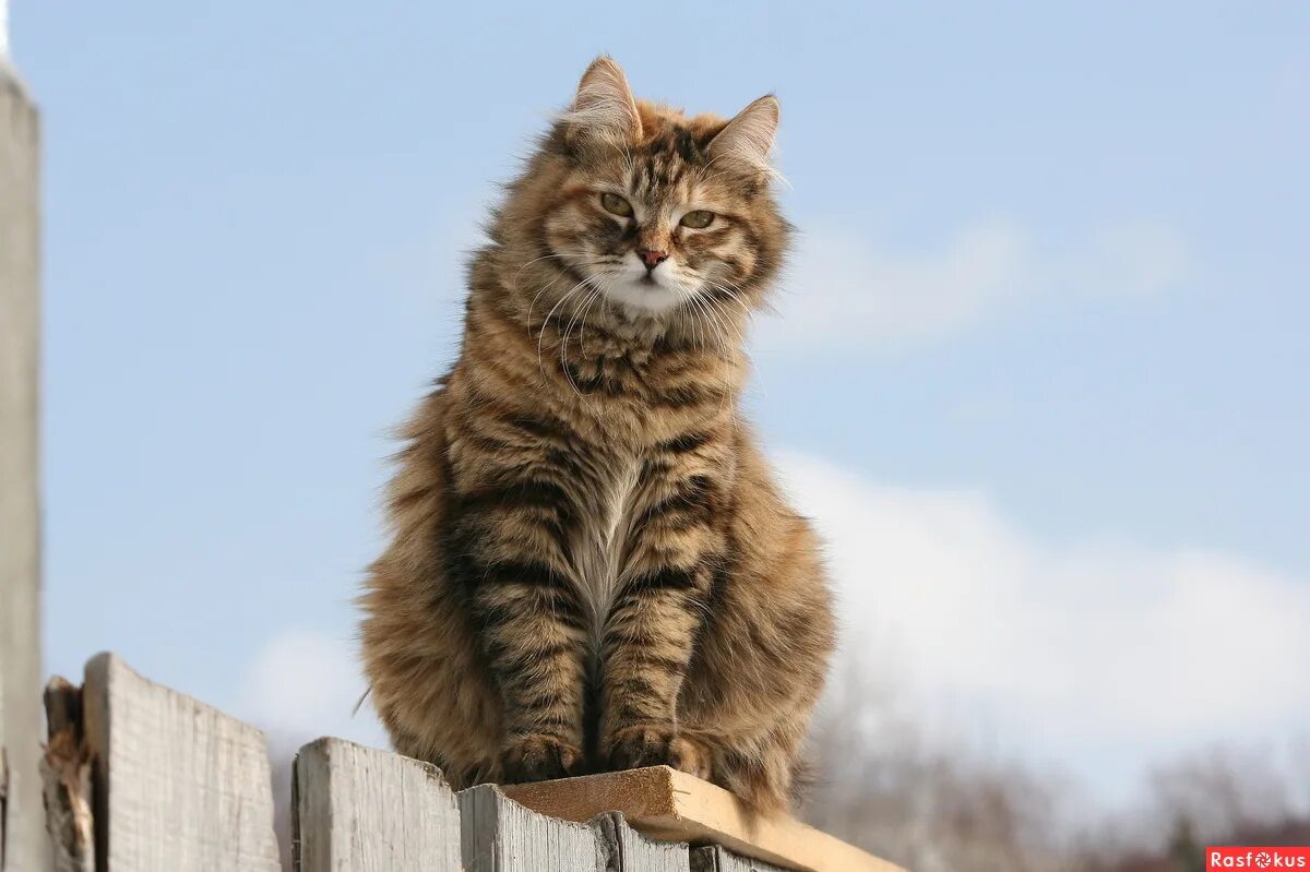 кот на заборе. деревенский кот. кот на заборе. котик на заборе. котик на заборе.