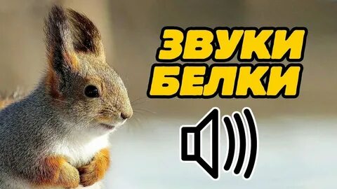 Белка какие звуки в слове