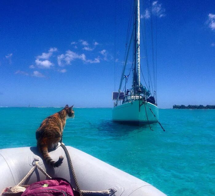 Кошка на яхте. Путешествие кота. Коты на море. Яхта для кругосветного путешествия. Кругосветное путешествие кота