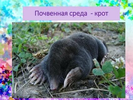 Среда жизни крота