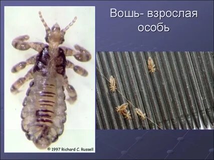 Взрослая особь