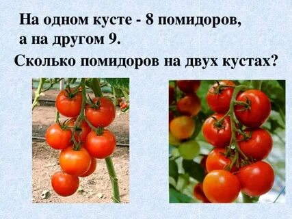 Помидоры на 6 метрах сколько