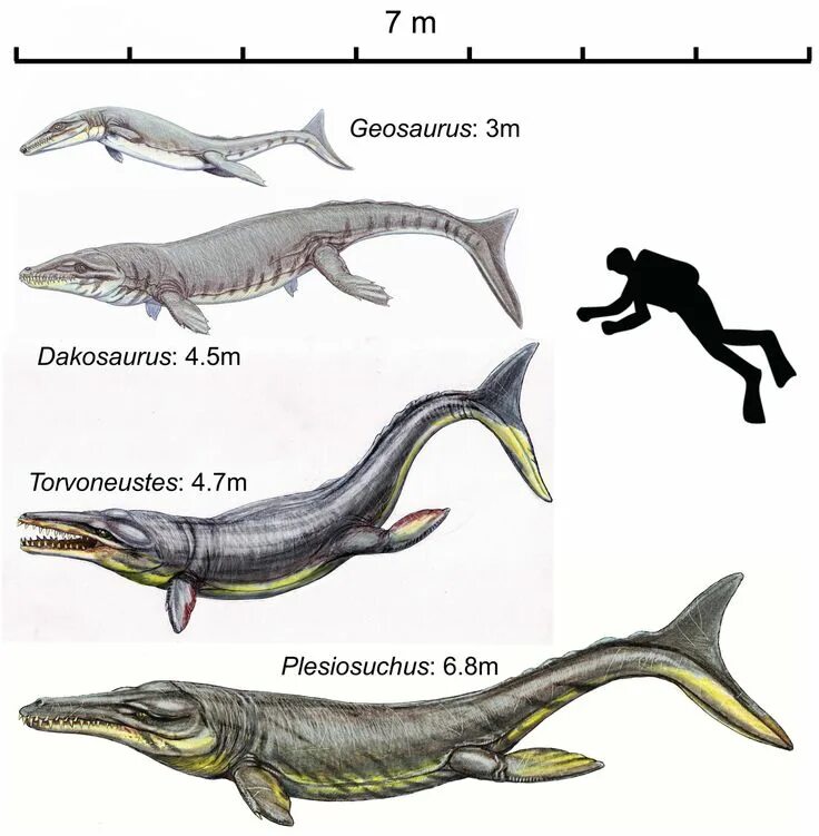 Дакозавр. Дакозавр (dakosaurus). метриоринх крокодил. dakosaurus maximus. дакозавр морской крокодил.