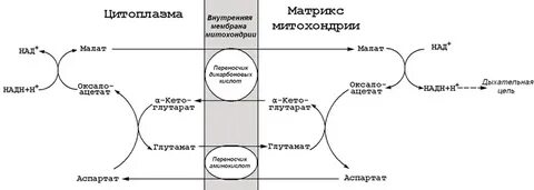 Малат аспартатный челночный механизм биохимия
