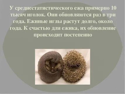 Интересное о ежах 2 класс