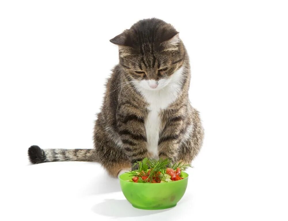 Кот вялый и не ест. Кошка и овощи. кошка кушает. кот и еда. котик кушает.