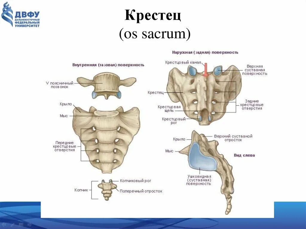 Внутренняя поверхность отверстия. Крестец и копчик анатомия человека. Крестец и копчик на скелете. Копчик крестец поясница строение. Крестец вид сбоку анатомия.