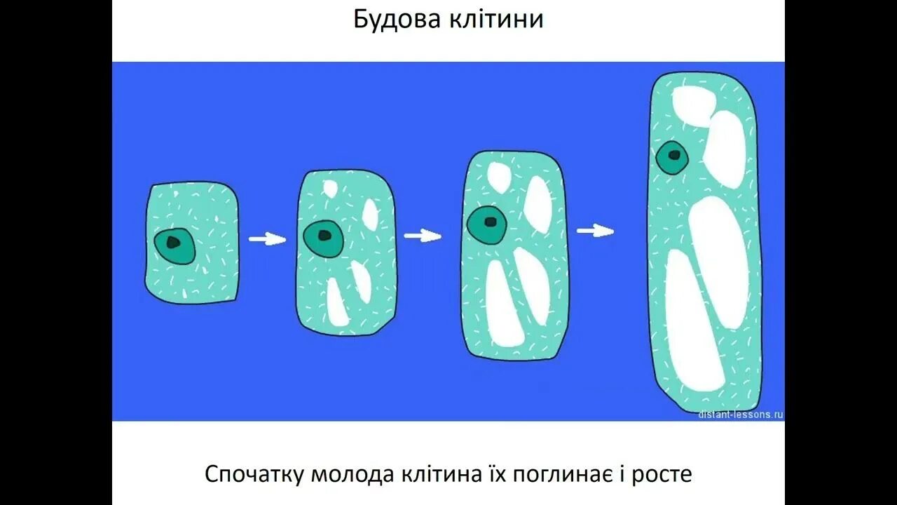 Развитие растительной клетки. За счет каких клеток растет волос. Рост растительной клетки 5 класс биология. Рост клетки растений 6 класс. Рост клетки растений.
