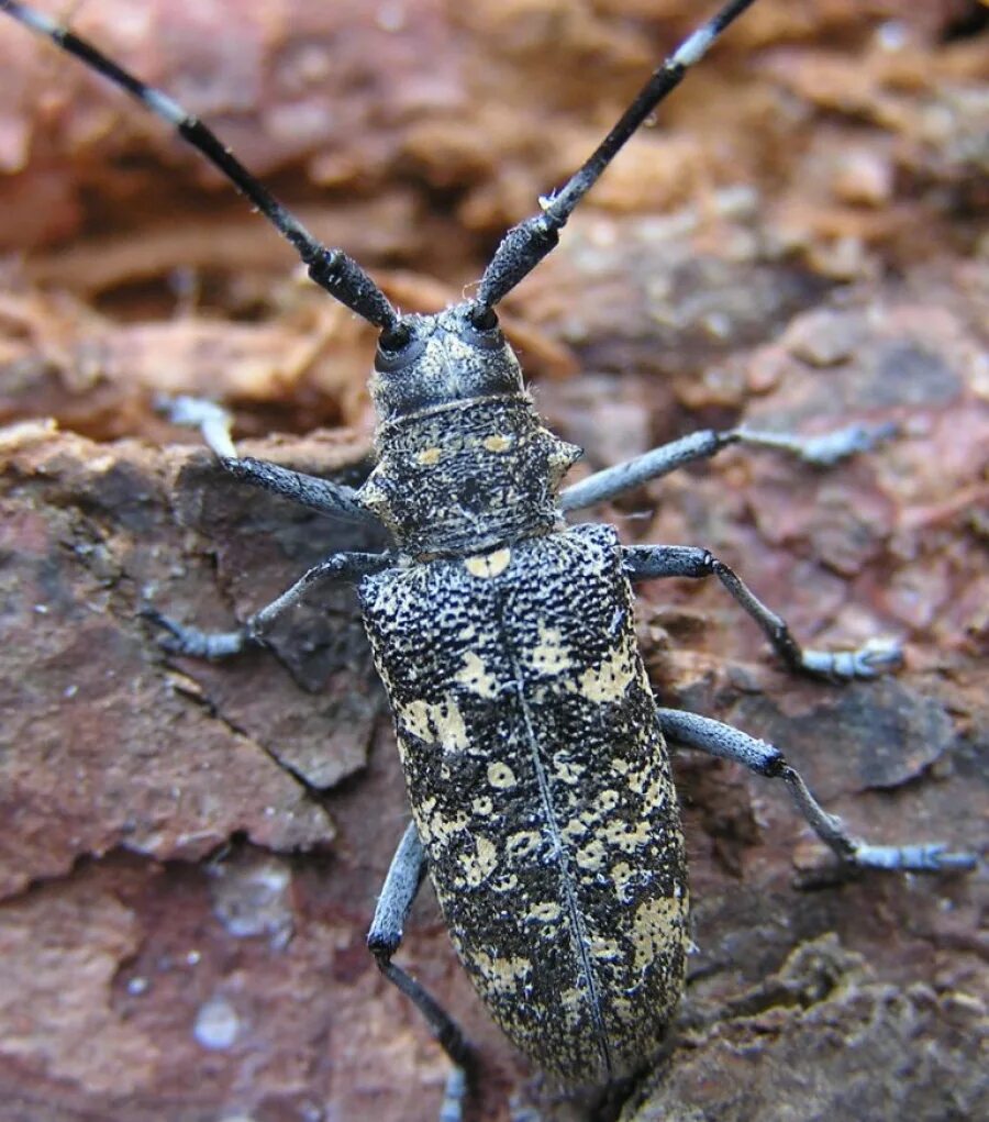 Черный усач фото. Черный Сосновый усач (Monochamus galloprovincialis oliv.). Черный Жук усач дровосек. Жук монохамус. Жук усач Пихтовый.