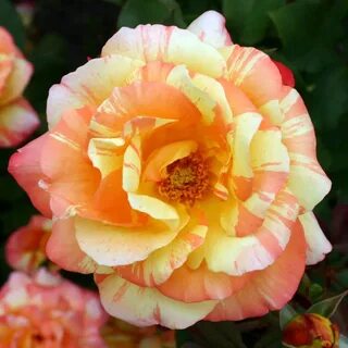 Marvels rose