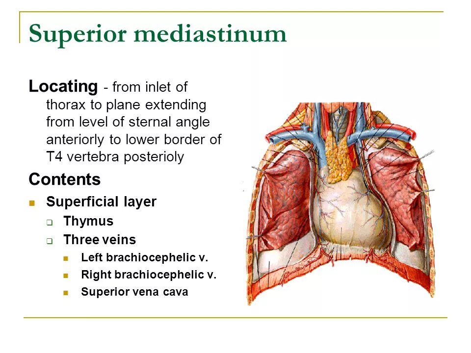 Other superior. Mediastinum Superius. Mediastinum Anatomy. Superior mediastinum. Mediastinum Superior inferior.