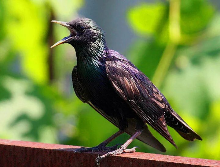 Как поет скворец. Дрозд обыкновенный скворец. Как поет скворец. Как поет скворец. Обыкновенный скворец черный дрозд.