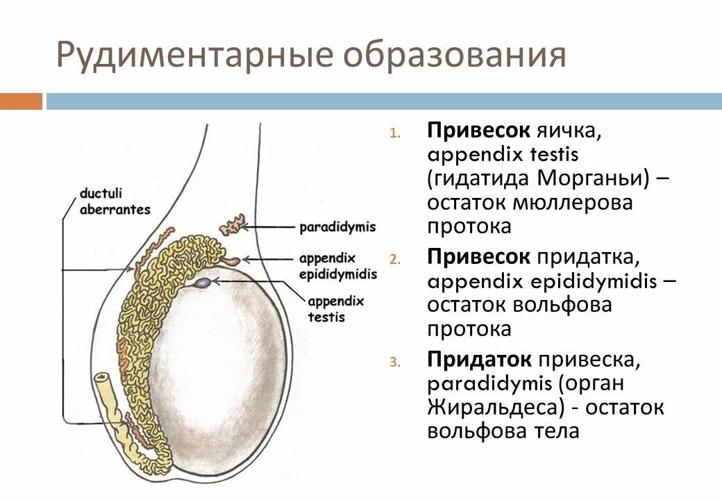 Придаток яичка анатомия строение. Рудиментарные образования яичка и придатка. Строение яичка перекрут. Привесок придатка яичка анатомия. Яичко на ощупь