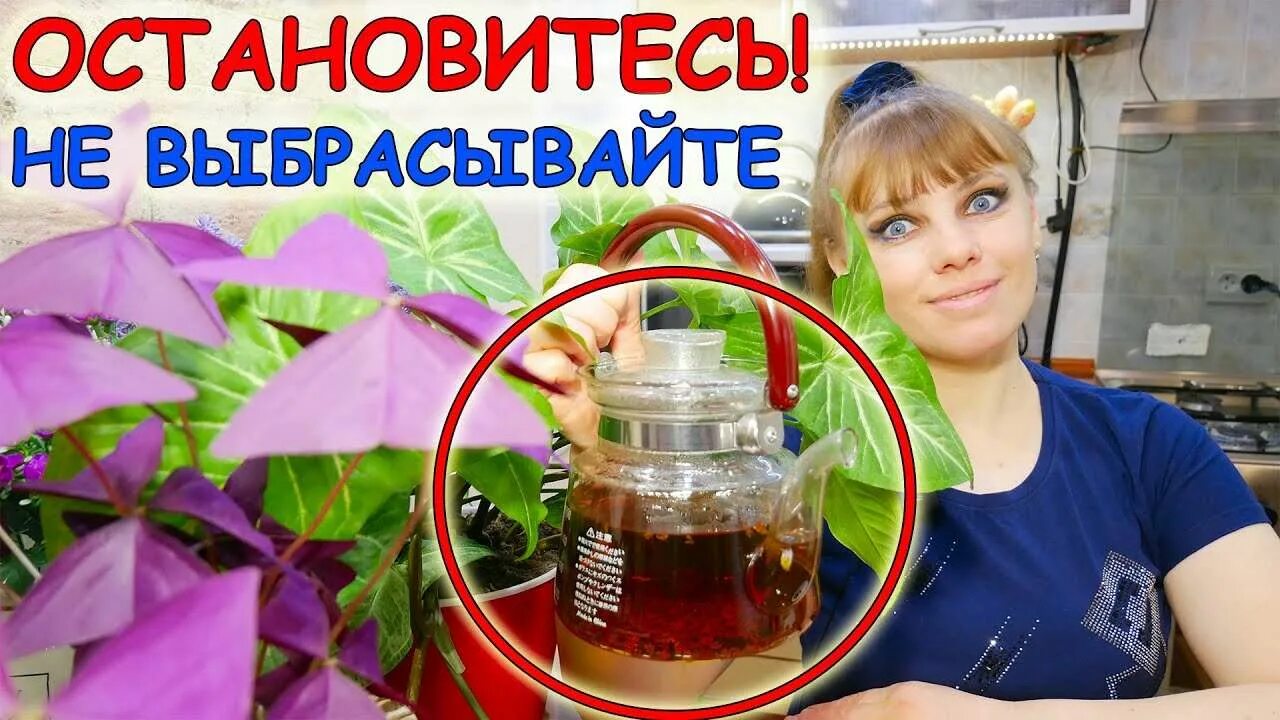 Использованная заварка как удобрение. Удобрение из чая. спитой чай для комнатных растений. цветы удобренные чаем. спитый чай как удобрение для комнатных растений.