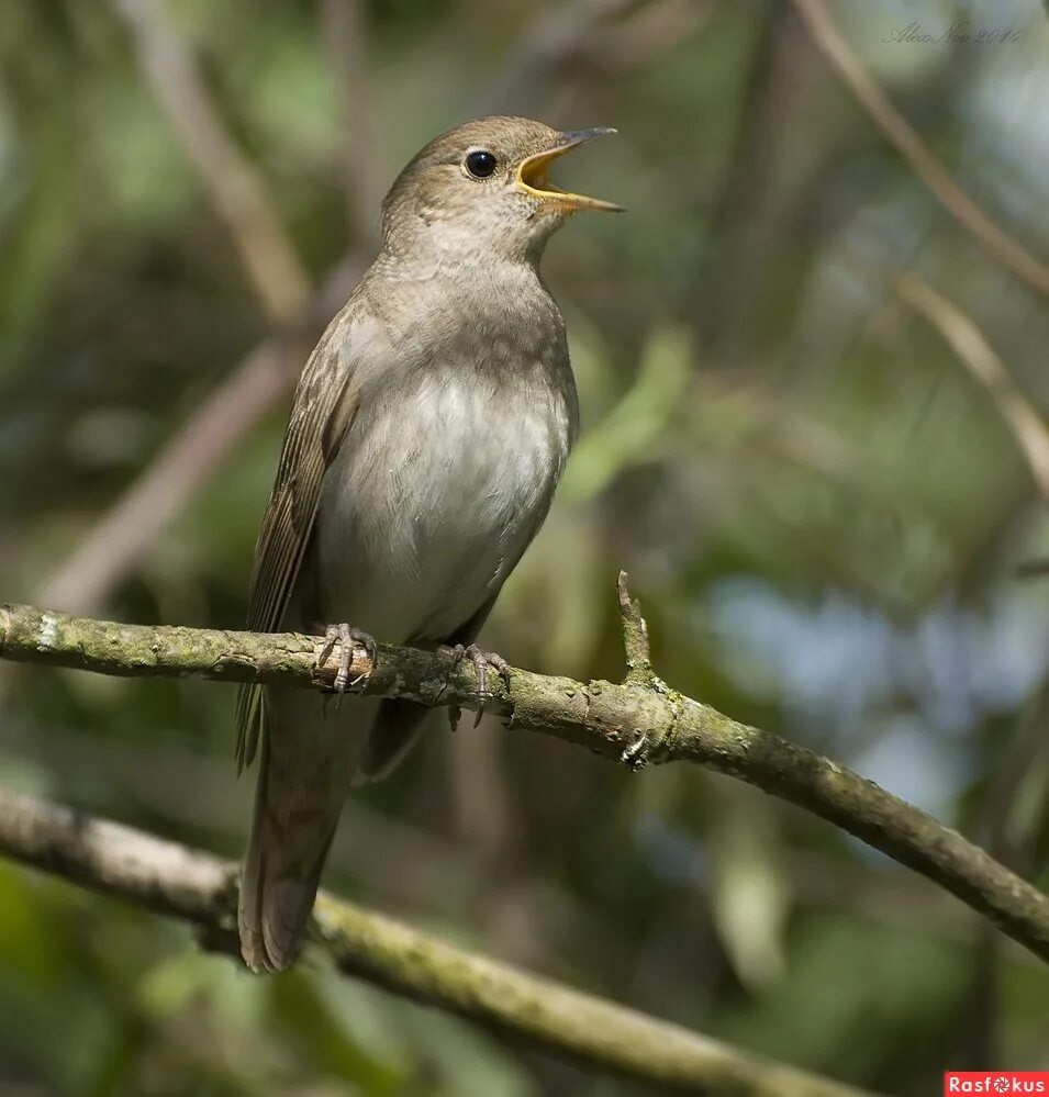 фотограф соловей