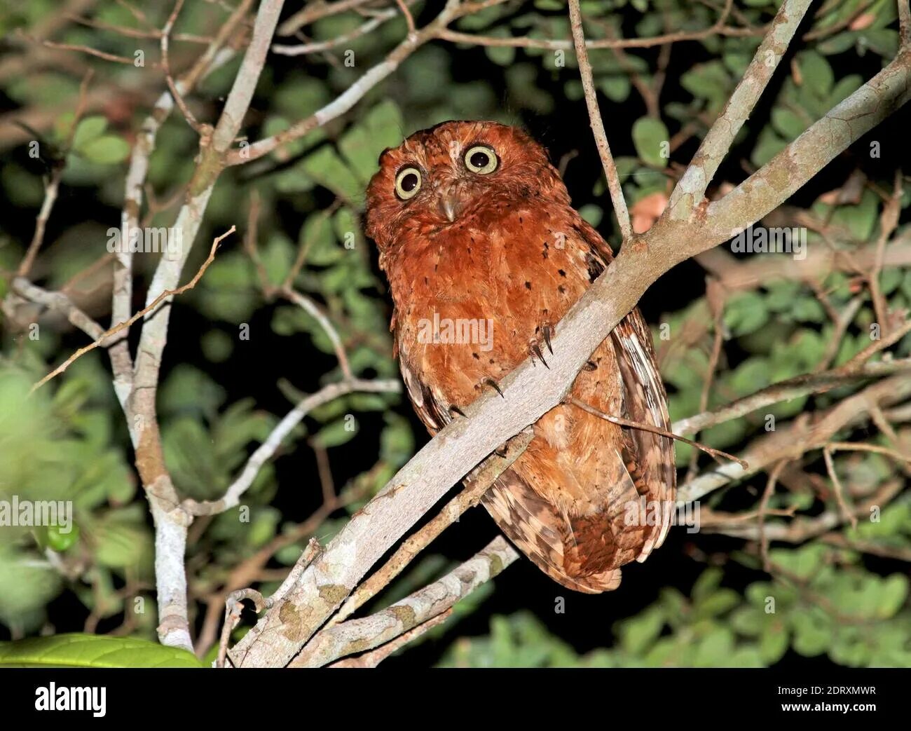 Otus basic. Африканская белолицая совка. южная белолицая совка. otus ireneae — кенийская совка. африканская совка.