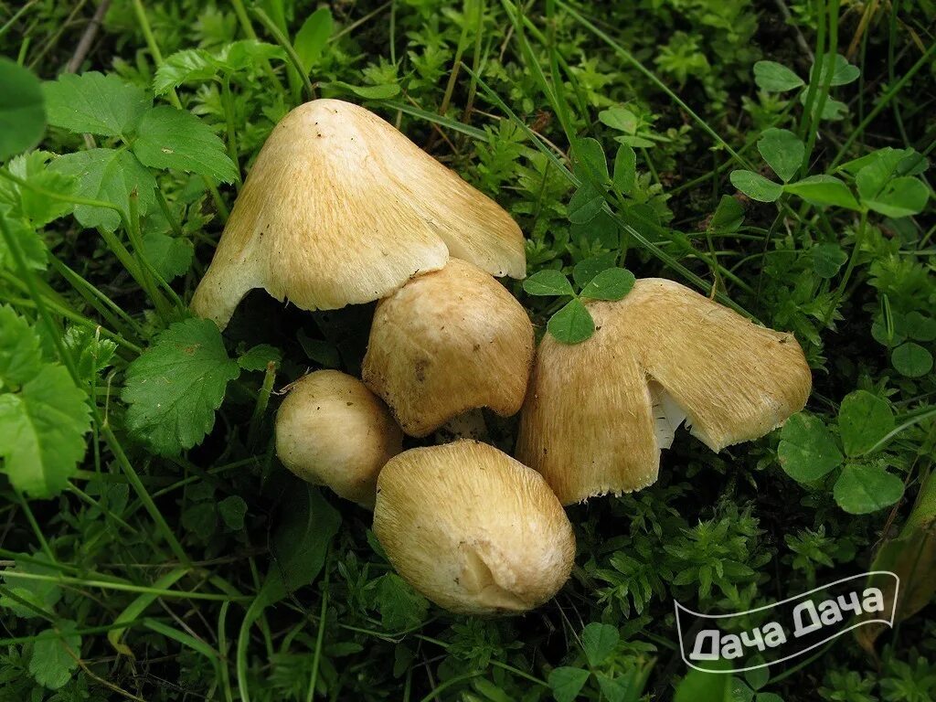 Волоконница патуйяра. Волоконница патуйяра(inocybe patouillardii). Волоконница волокнистая гриб. Волоконница патуйяра. Волоконница ядовитая.